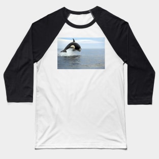 Killer whale hunting (C019/4452) Baseball T-Shirt